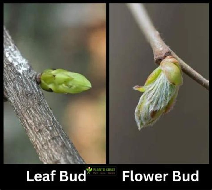 How are buds produced?