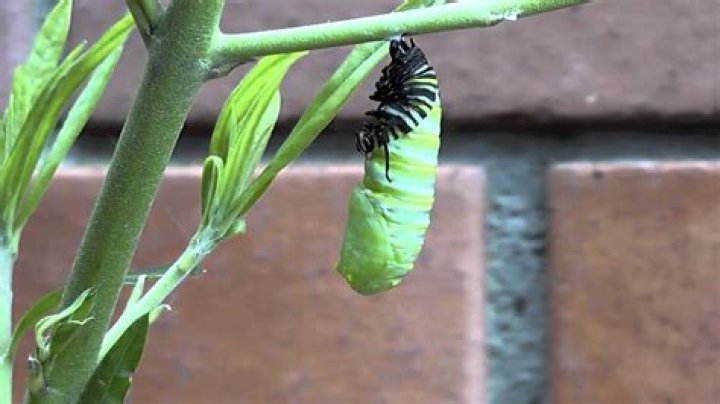 How are caterpillars made?