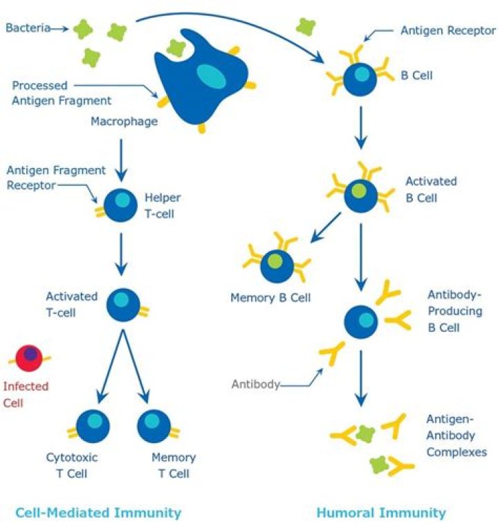 How are immune complexes cleared?