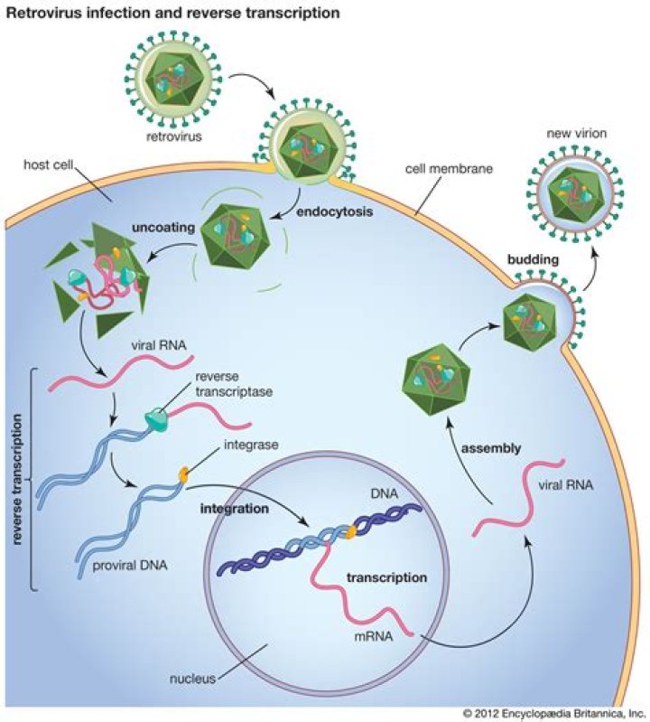 How are retroviruses used in gene therapy?