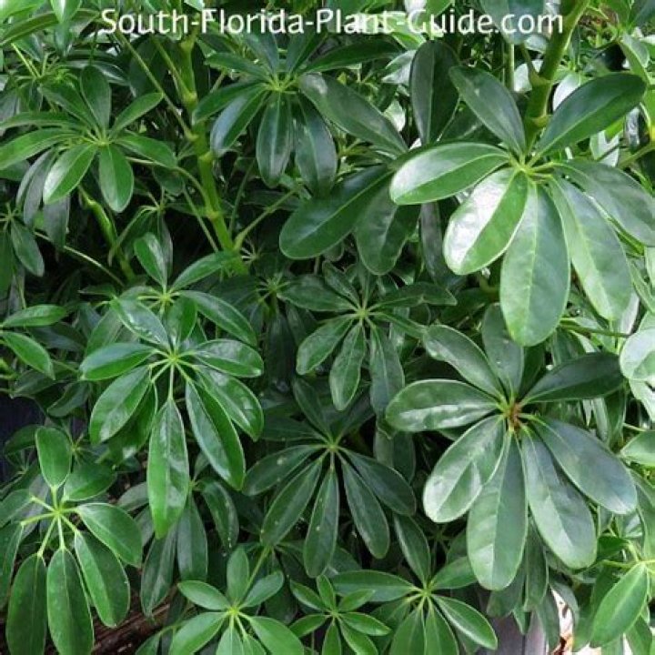 How big do Arboricola plants get?