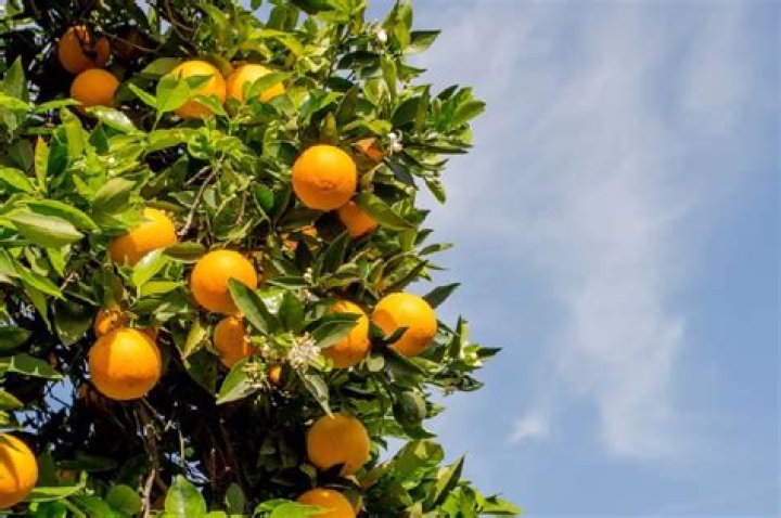 How big does a Washington navel orange tree get?