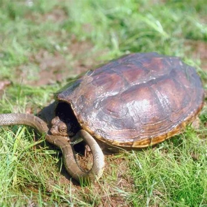 How can you tell a snapping turtle?