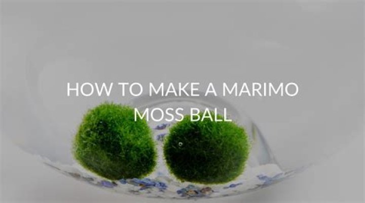 How can you tell if a Marimo Moss Ball is real?