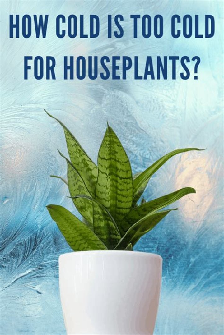 How cold is too cold for ferns?