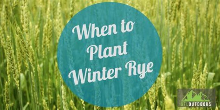 How deep should winter rye be planted?