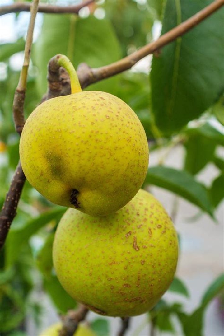 How do Asian pear trees pollinate?