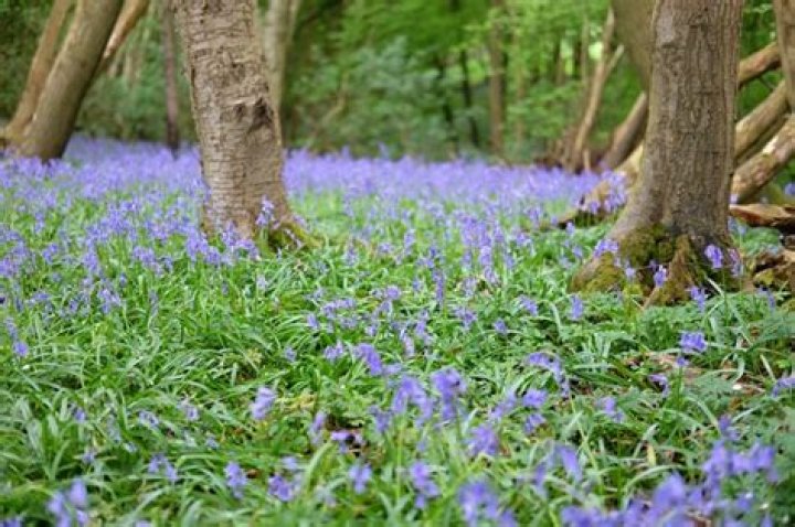 How do bluebells spread?