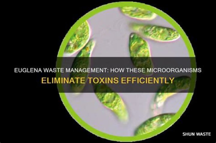 How do euglena get rid of waste?