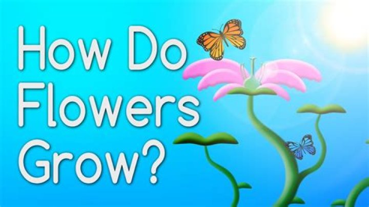 How do flowers grow kids?