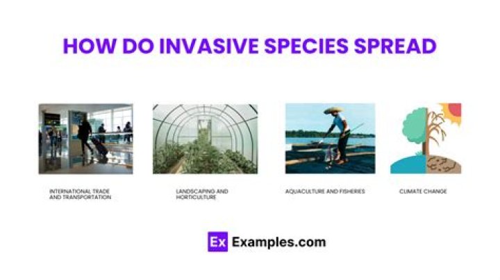 How do humans spread invasive species?