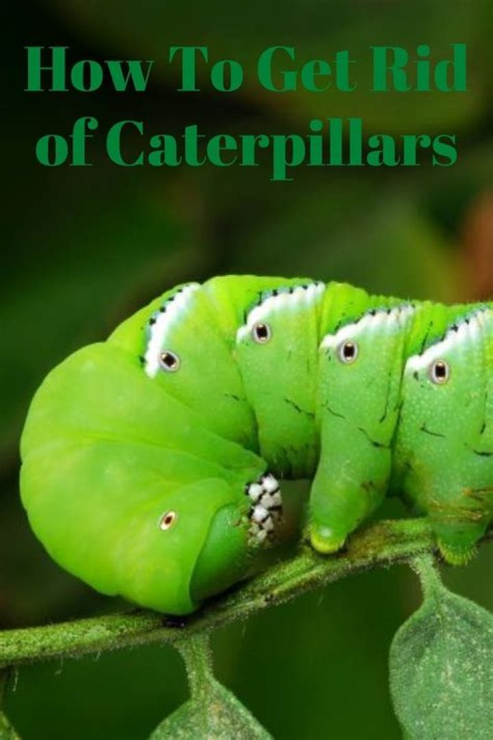 How do I get rid of caterpillars on mint?