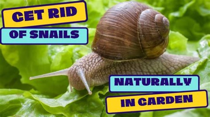 How do I get rid of snails in Florida?