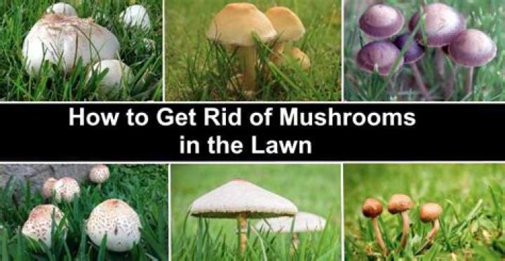 How do I kill mushrooms growing in my yard?