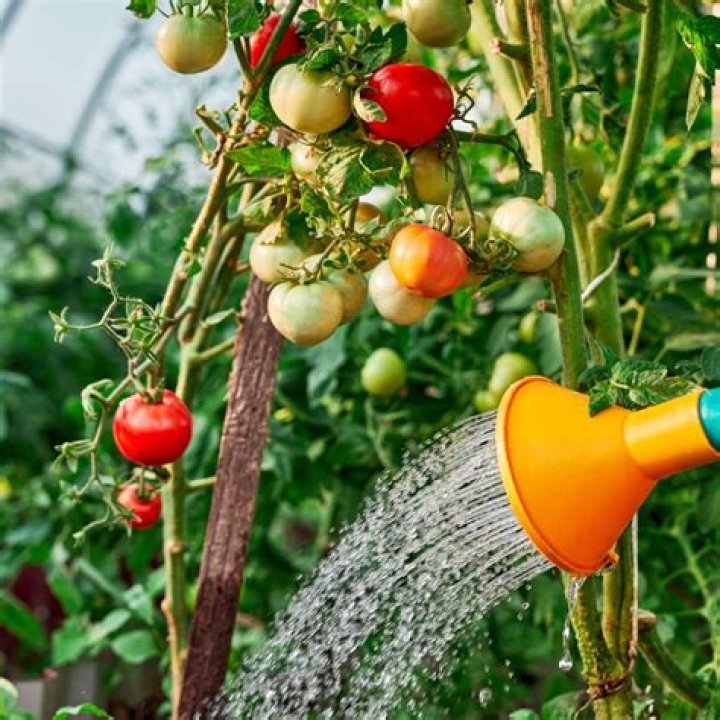 How do I know if my tomato plants are getting too much water?