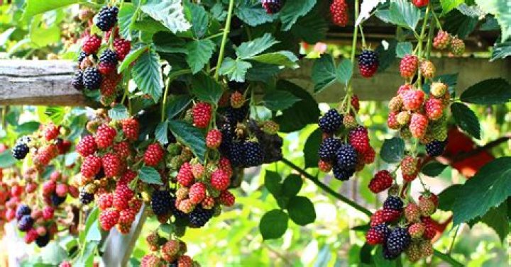 How do I know what kind of blackberry plant I have?