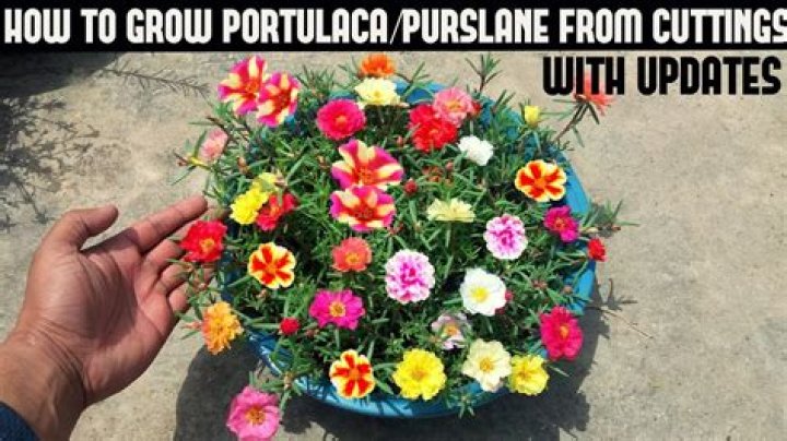 How do I start purslane?