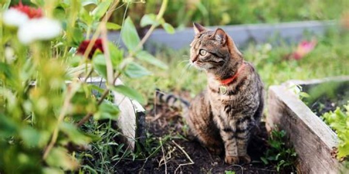 How do I stop cats pooping in my garden NZ?