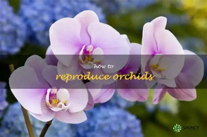 How do orchids reproduce sexually?