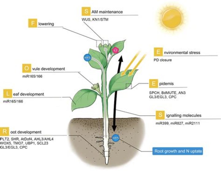 How do plants get phosphate?