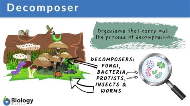 How do protist decomposers service the ecosystem?