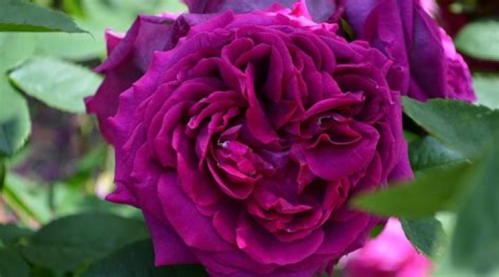 How do roses grow in hot climates?