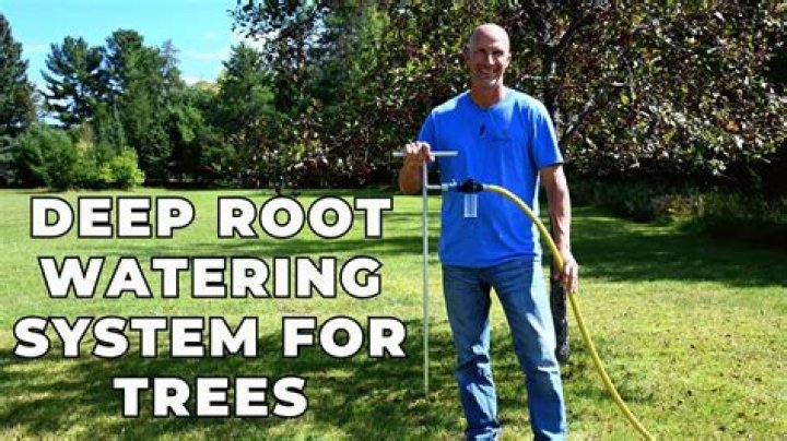 How do the roots get water?