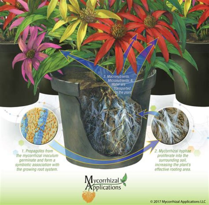 How do you apply mycorrhizae to trees?