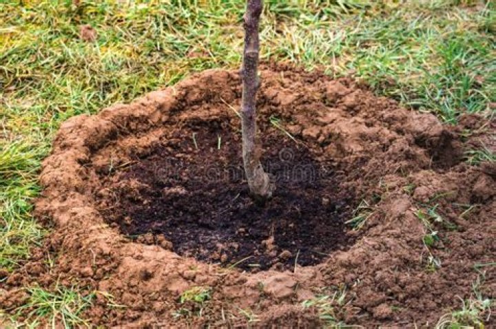 How do you build a water basin around a tree?