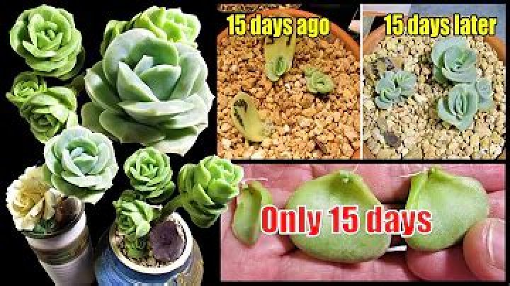 How do you care for Echeveria?