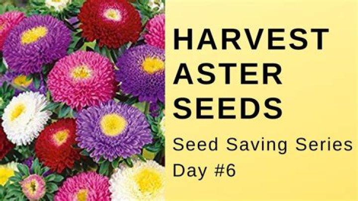 How do you collect aster seeds?