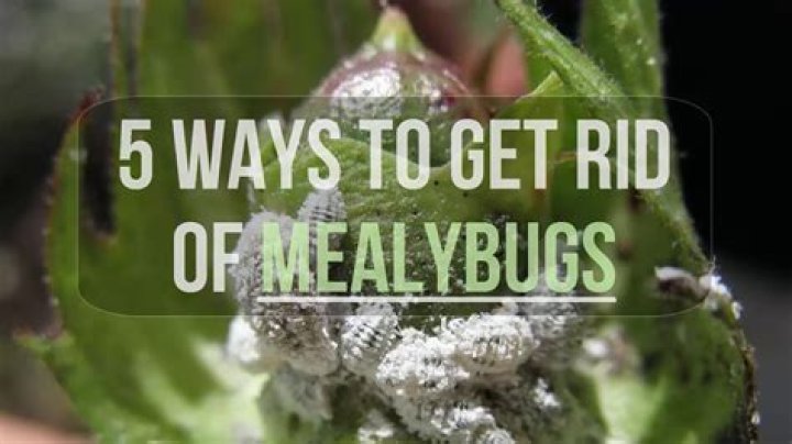 How do you control mealy bugs?