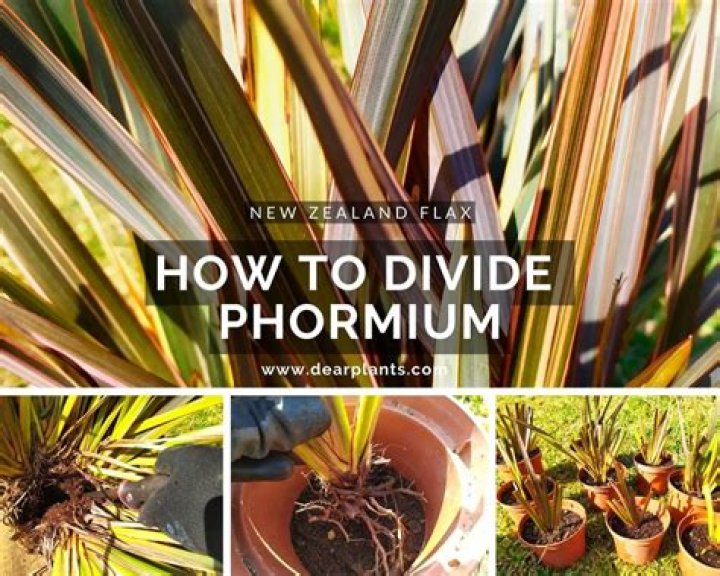 How do you divide Phormium plants?