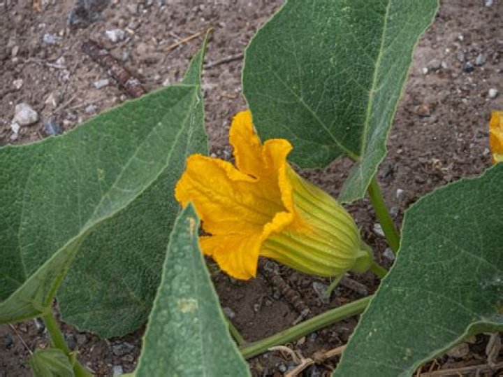 How do you eat buffalo gourd?