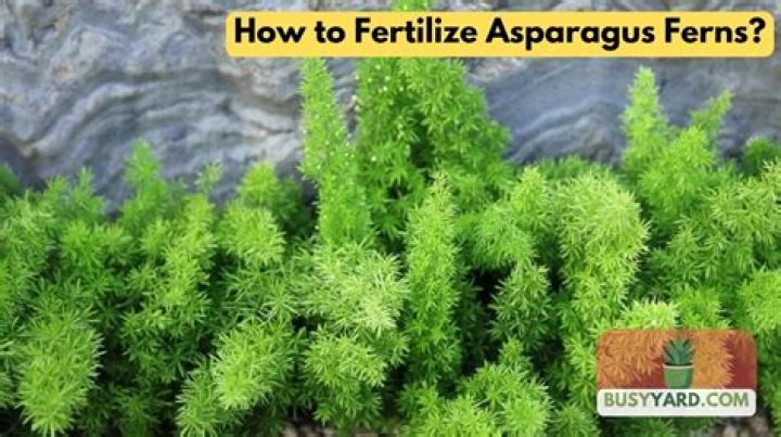 How do you fertilize asparagus ferns?