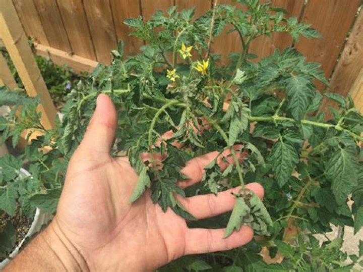 How do you fix over watered tomato plants?