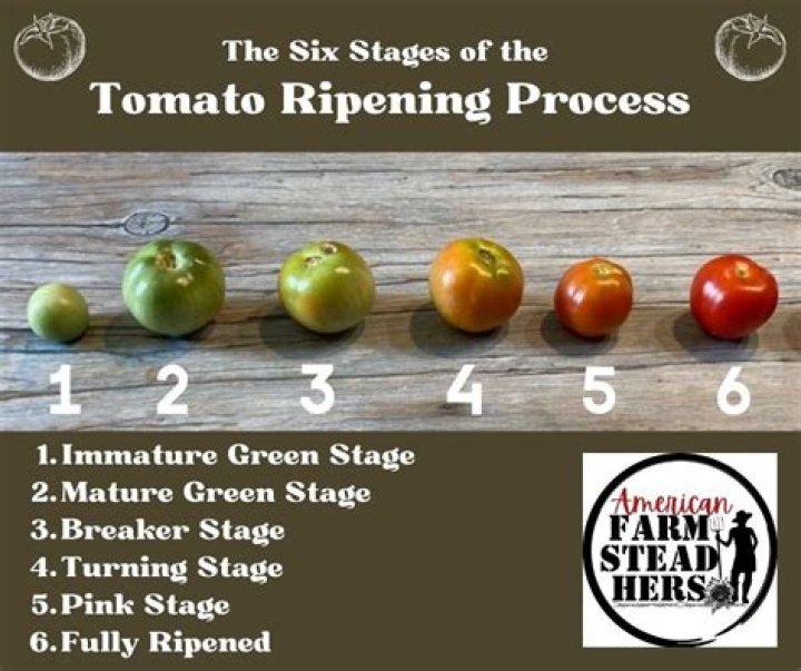 How do you force tomatoes to ripen?