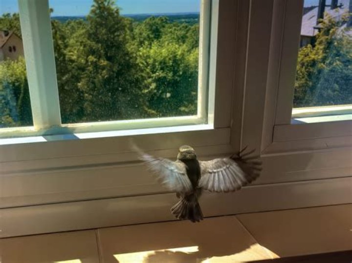 How do you get birds out of siding?