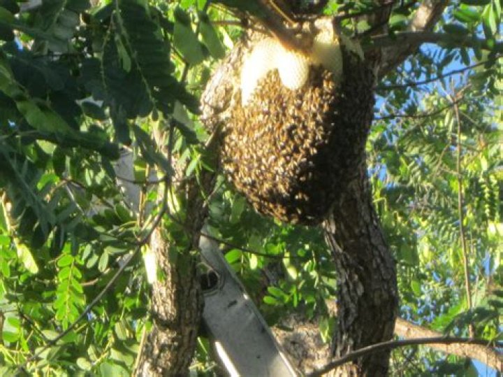 How do you get rid of a swarm of bees in a tree?