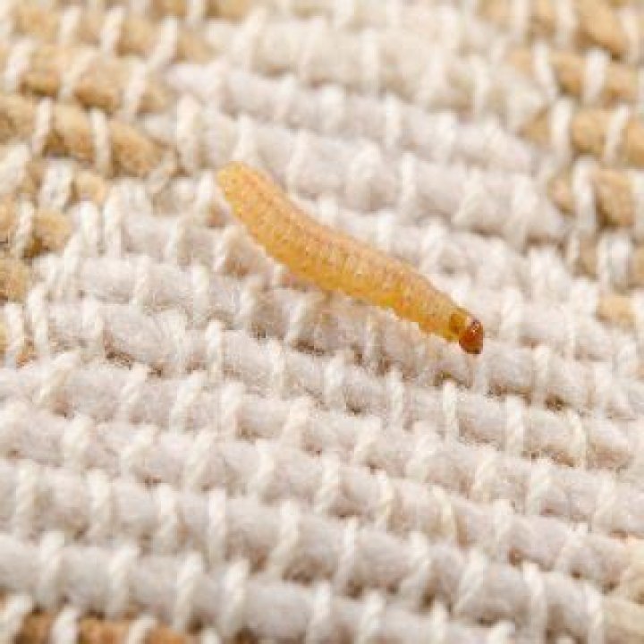 How do you get rid of carpet moth larvae?