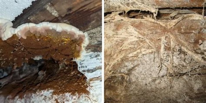 How do you get rid of dry rot fungus?