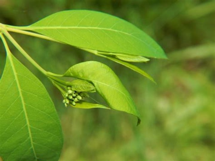 How do you get rid of hemp dogbane?