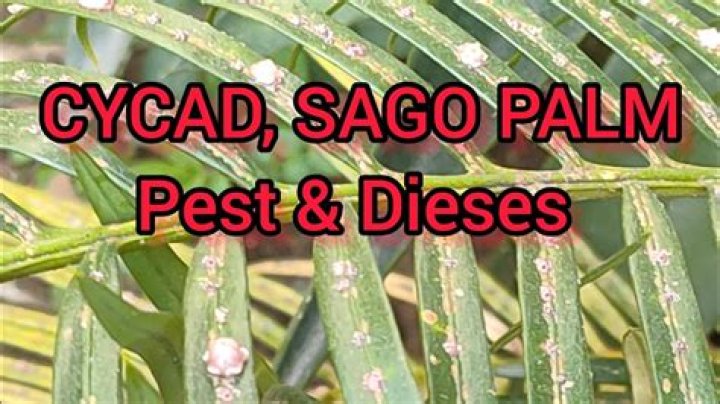 How do you get rid of scales on palm trees?