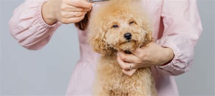 How do you get tangles out of a dog's hair?