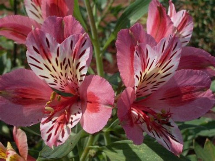 How do you grow Inca lilies?