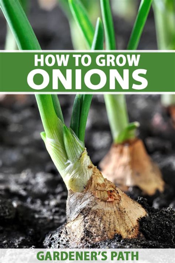How do you grow onions vertically?