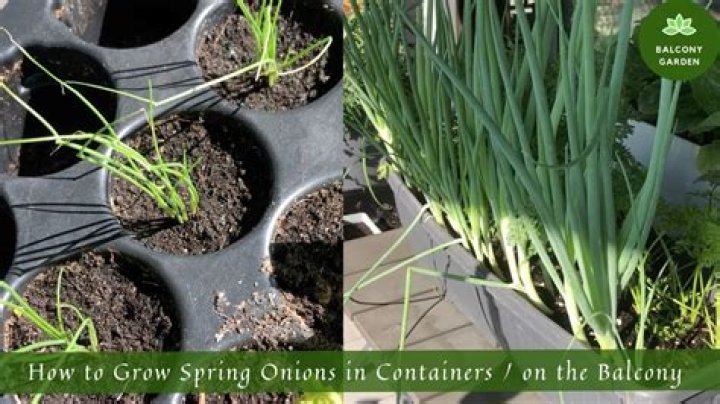 How do you grow small onions?