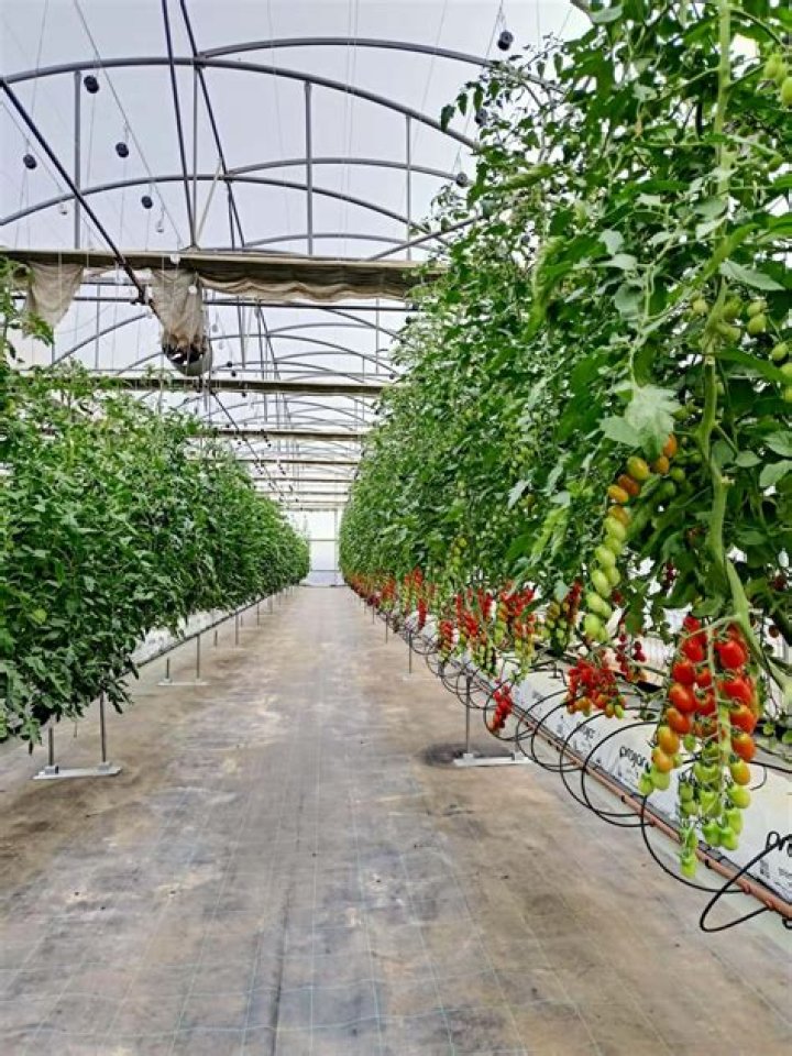How do you grow tomatoes in a greenhouse?