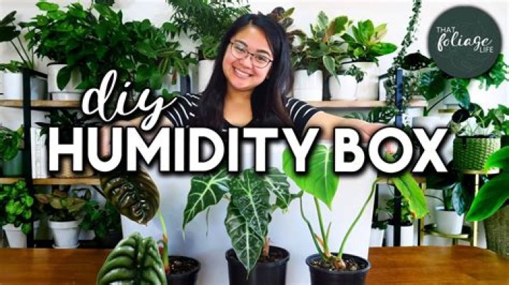 How do you humidify a plant?
