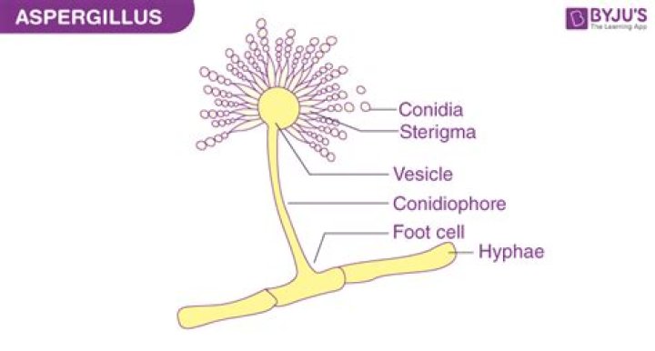 How do you identify Aspergillus?